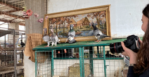 Contradictions: Competition and Care in Jordanian Pigeon Keeping, by Carolina Hidalgo-McCabe